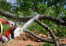 Lennox, CA Tree Removal Services Company